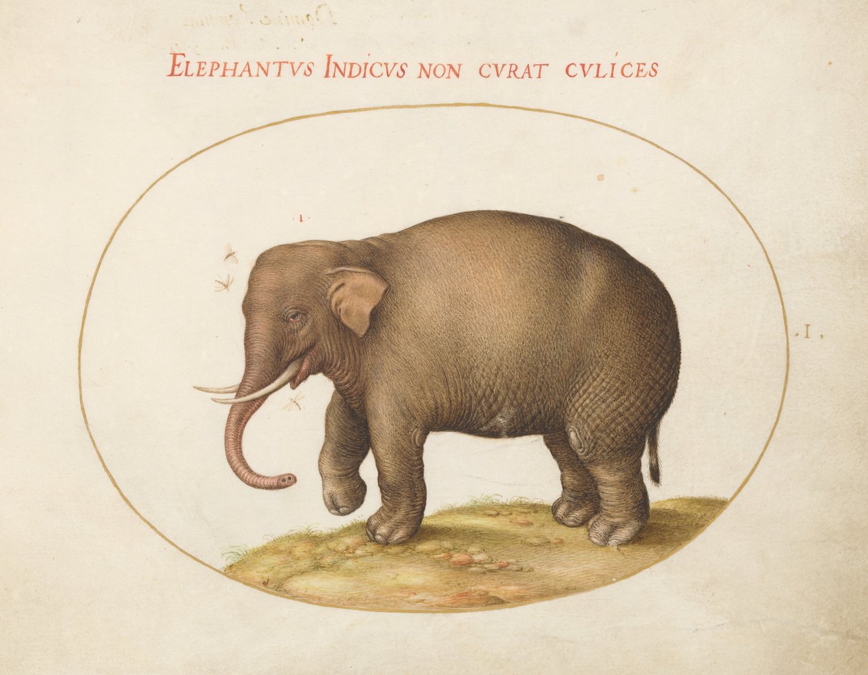 Animalia Qvadrvpedia et Reptilia（地球） - 板块I. 作者 乔里斯·霍夫纳格尔