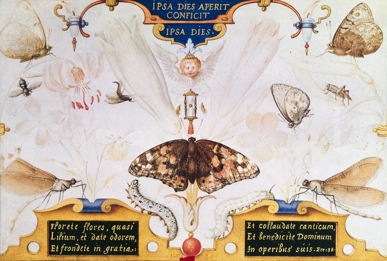 带花和昆虫的Diptych，1591（面板上的marouflage和羊皮纸） 作者 乔里斯·霍夫纳格尔