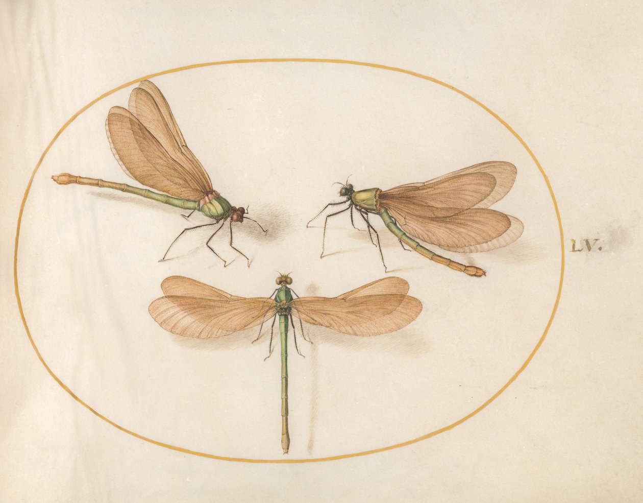 蜻蜓，c.1575-80 作者 乔里斯·霍夫纳格尔