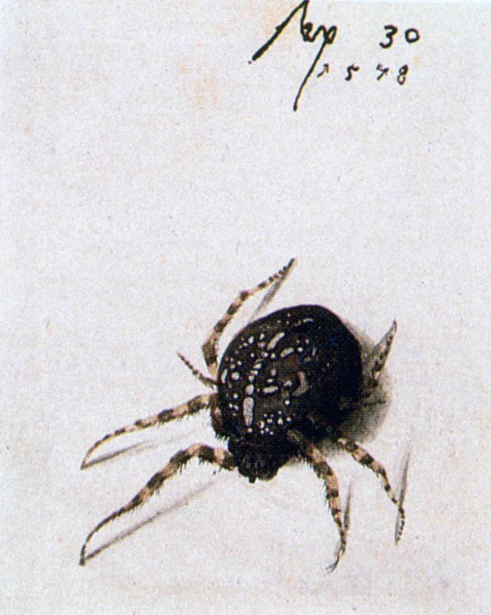 女蜘蛛，1578年 作者 乔里斯·霍夫纳格尔