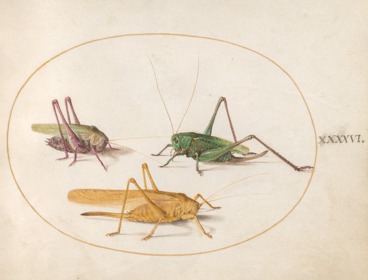 蚱hopper，c.1575-80 作者 乔里斯·霍夫纳格尔