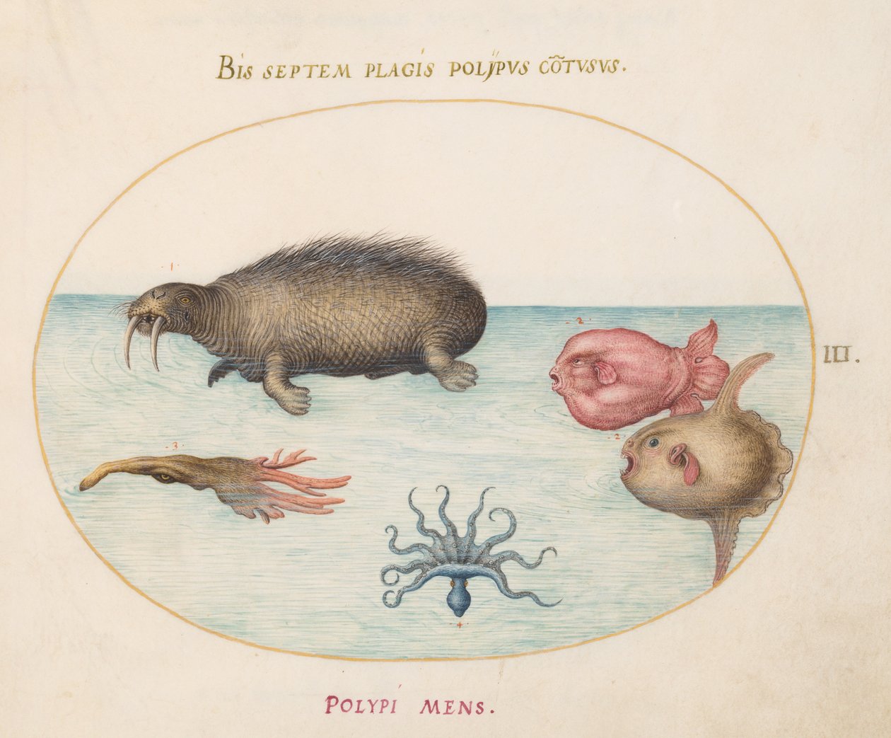 海洋生物，约1575年至80年 作者 乔里斯·霍夫纳格尔