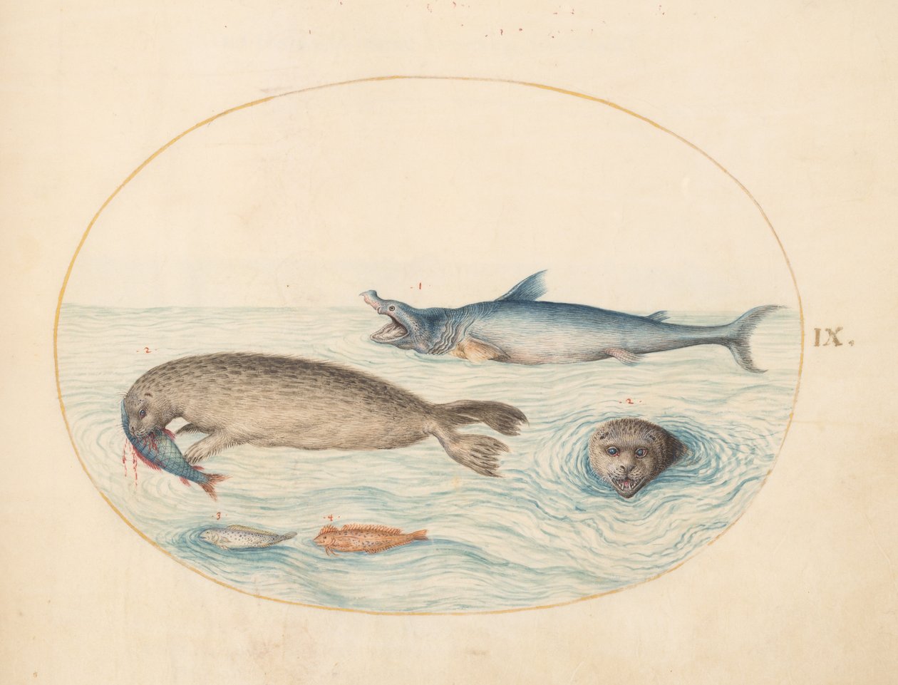 海洋生物，约1575年至80年 作者 乔里斯·霍夫纳格尔