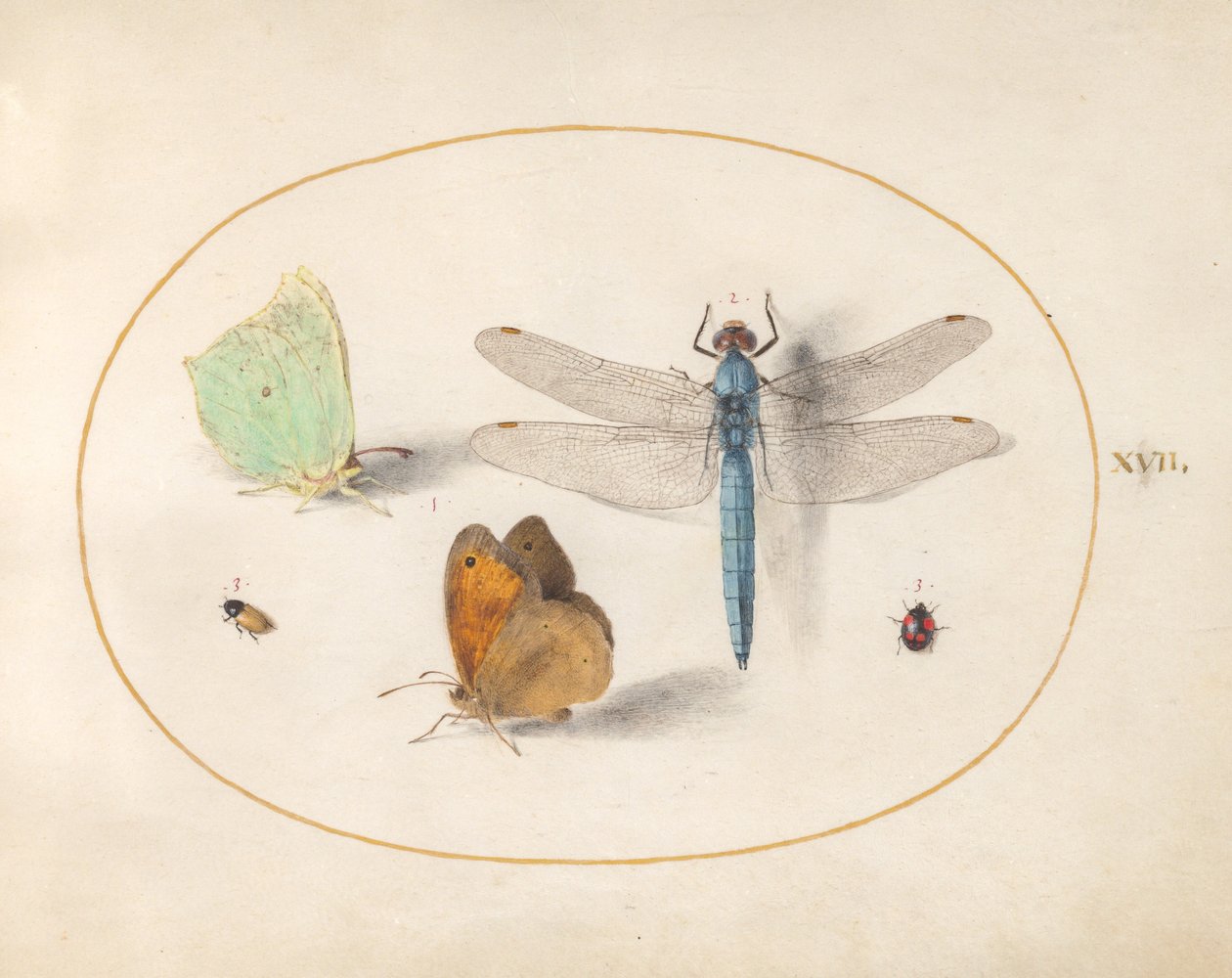 图版17：Brimstone和Meadow Brown(?)蝴蝶，一只蜻蜓，以及两只小昆虫 作者 乔里斯·霍夫纳格尔