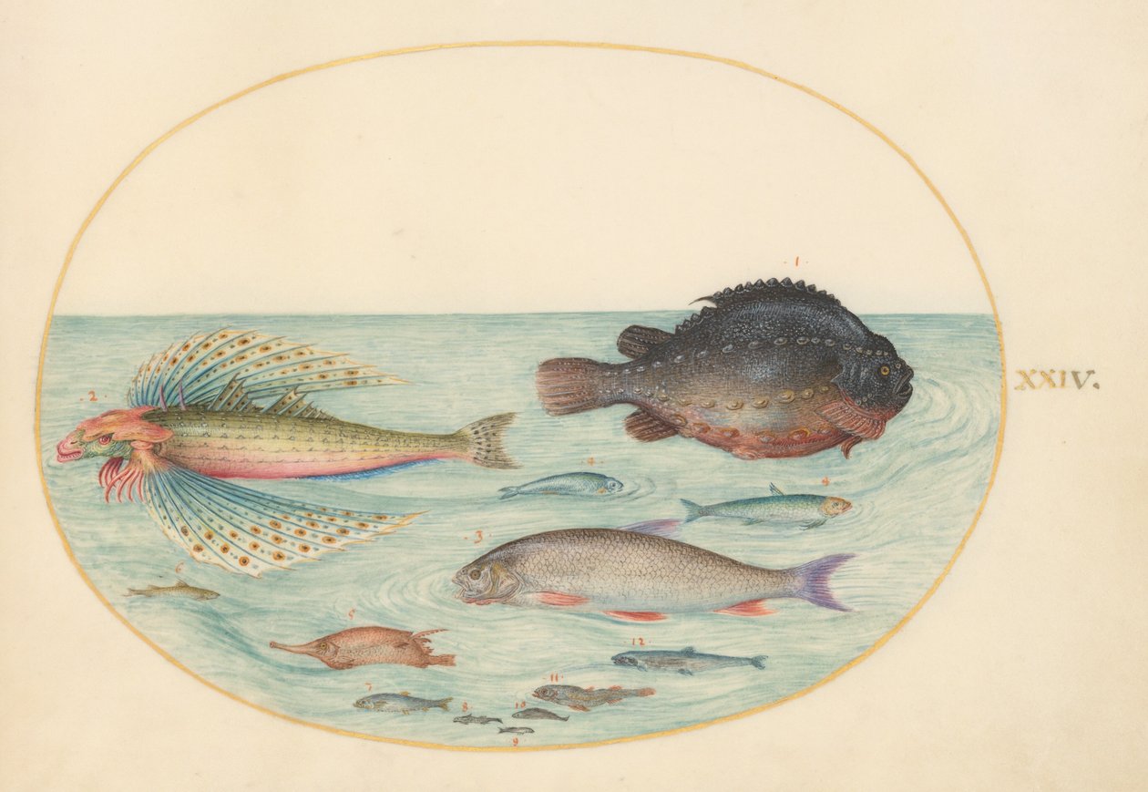 板块24：飞燕古纳鱼、雄性结节鱼、长鳍蛇鱼和其他鱼类 作者 乔里斯·霍夫纳格尔