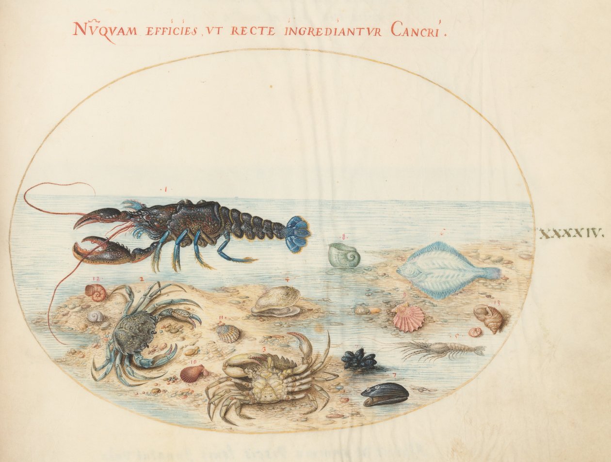 板块44：龙虾、两只螃蟹、扇贝壳和其他海洋生物 作者 乔里斯·霍夫纳格尔