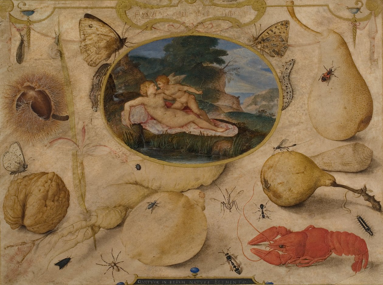 金星在一个被植物，水果，昆虫和贝类包围的奖章中解除了Amor，c。 1595（wc和bodycolour） 作者 乔里斯·霍夫纳格尔