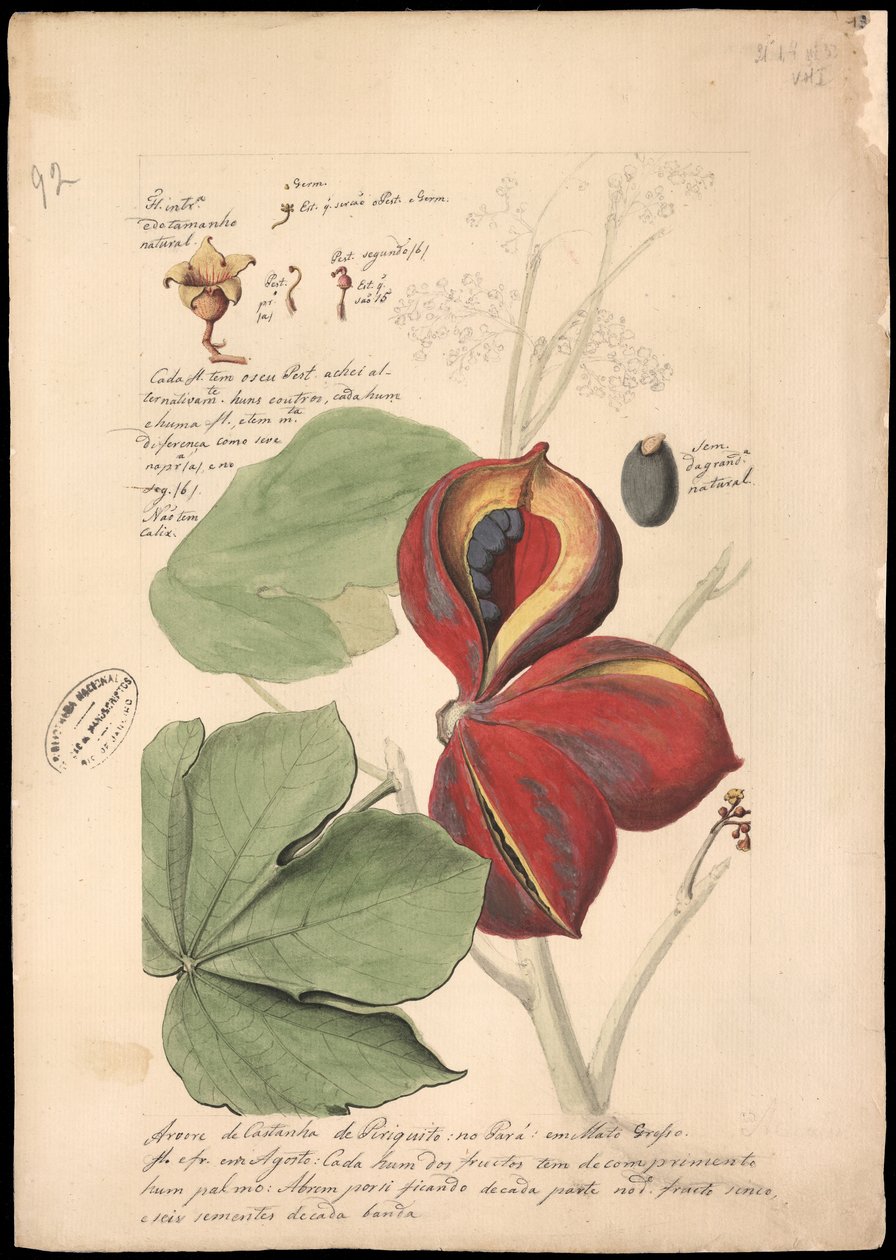 Theobroma bicolor, 1785. 作者 何塞·若阿金·弗莱雷