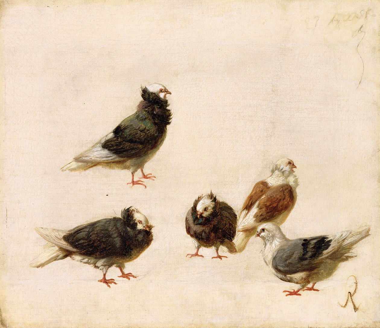 鸽子，1888年 作者 何塞·鲁伊斯·布拉斯科