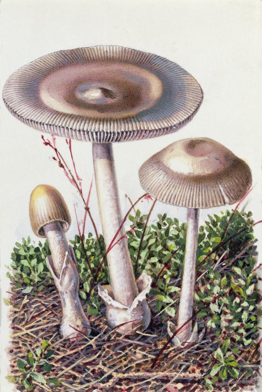 真菌研究 作者 