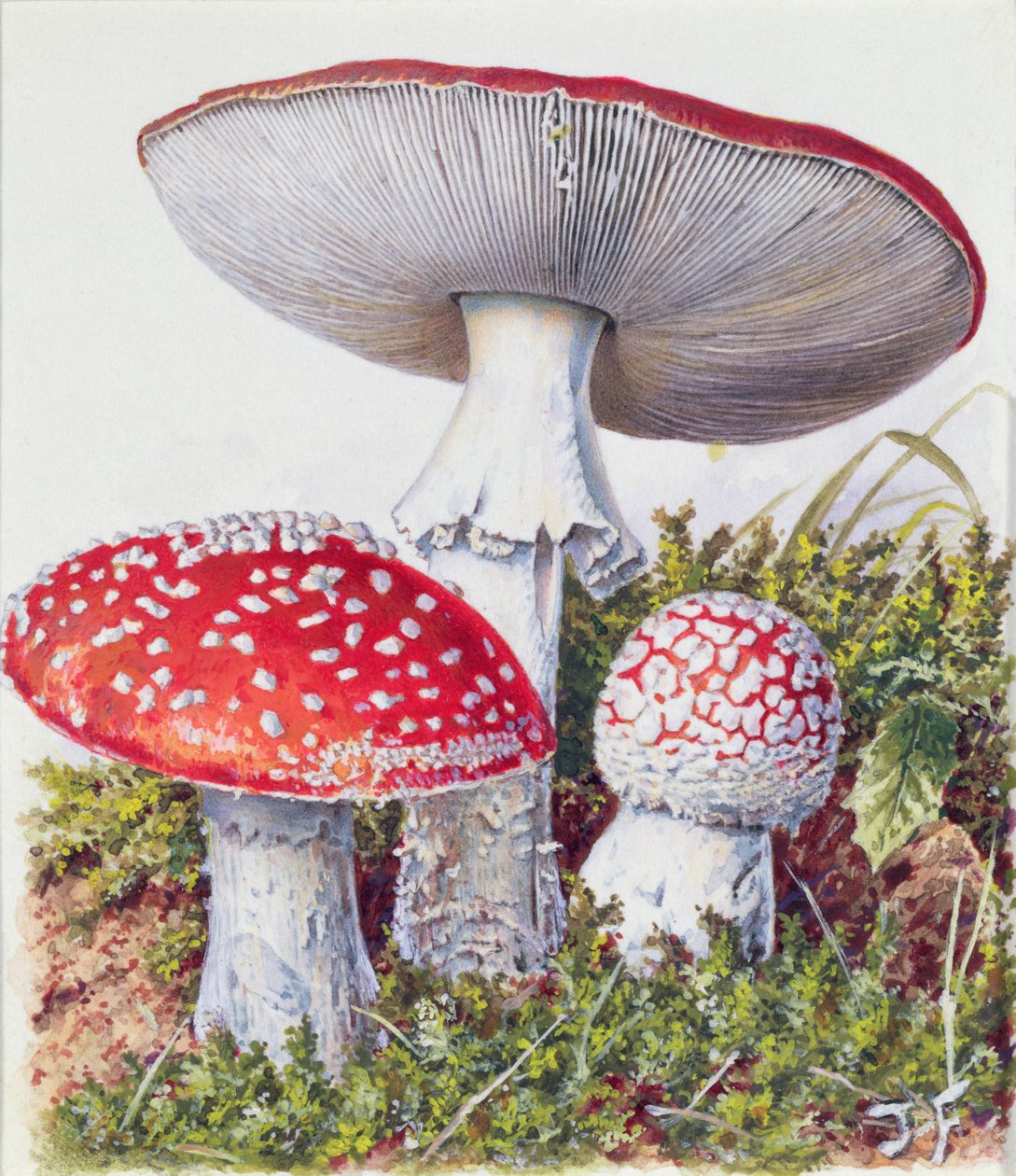 真菌研究 作者 约瑟夫·弗莱施曼
