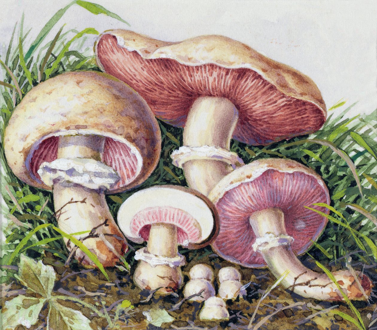 真菌研究 作者 约瑟夫·弗莱施曼