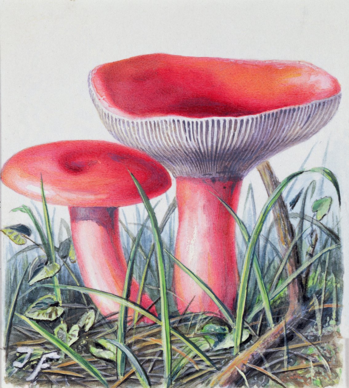 真菌研究 作者 约瑟夫·弗莱施曼