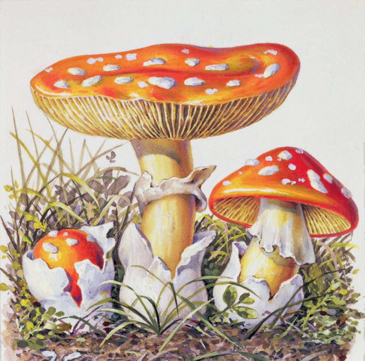 真菌研究 作者 约瑟夫·弗莱施曼