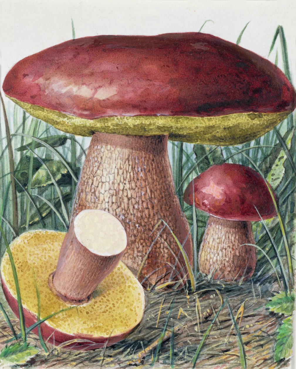 真菌研究 作者 约瑟夫·弗莱施曼