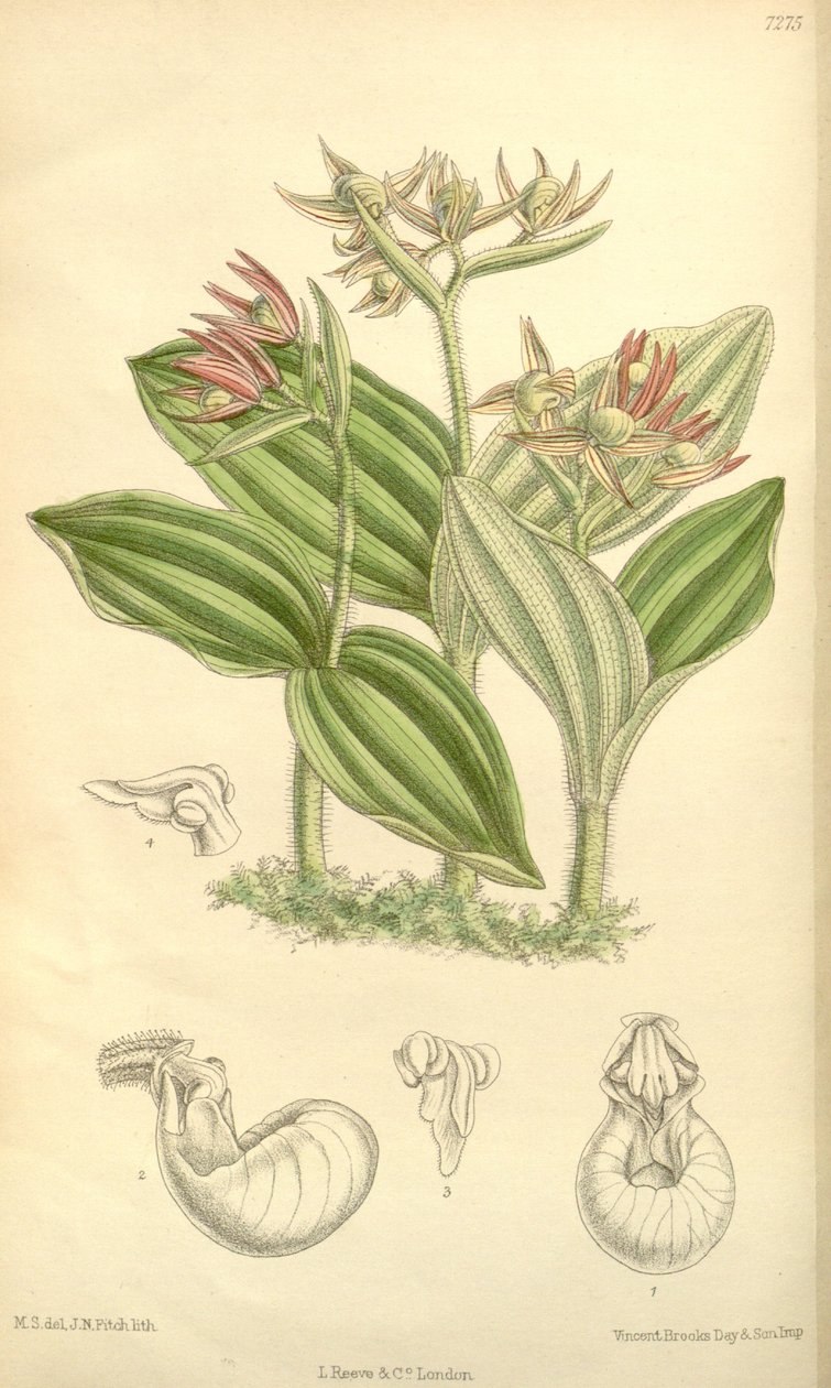 Cypripedium fasciculatum 作者 约瑟夫·道尔顿·胡克
