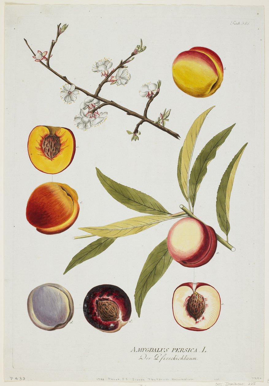 Amygdalus persica，来自Icones Plantarum Medicinalium，1788（手工雕刻和水粉） 作者 约瑟夫·雅各布·普伦克