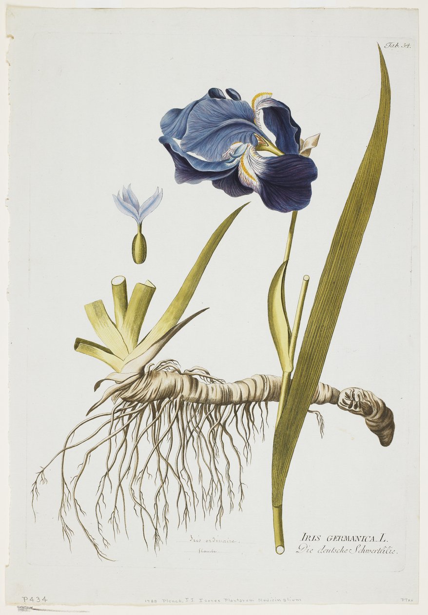 德国鸢尾，从图标植物Medicinalium，1788年至1812年（手工着色雕刻） 作者 约瑟夫·雅各布·普伦克