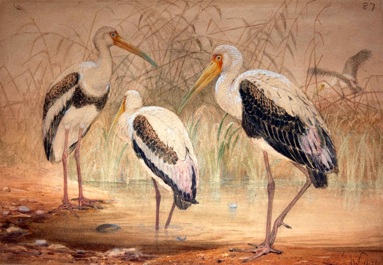 非洲坦塔罗斯（Pseudotantalus ibis），1856-67（wc und pencil on paper） 作者 约瑟夫·沃尔夫