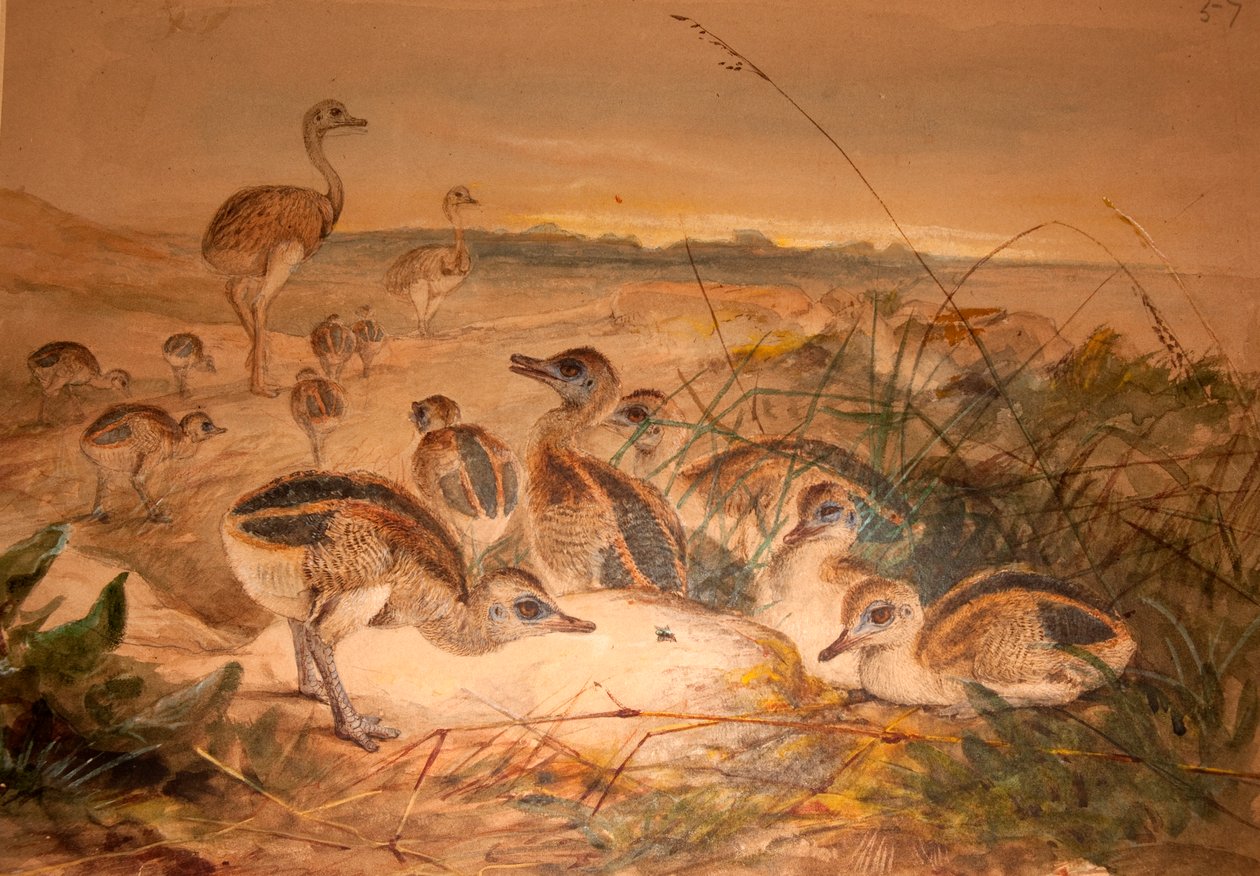 American Rheas（Rhea americana），c.1851-76 作者 约瑟夫·沃尔夫