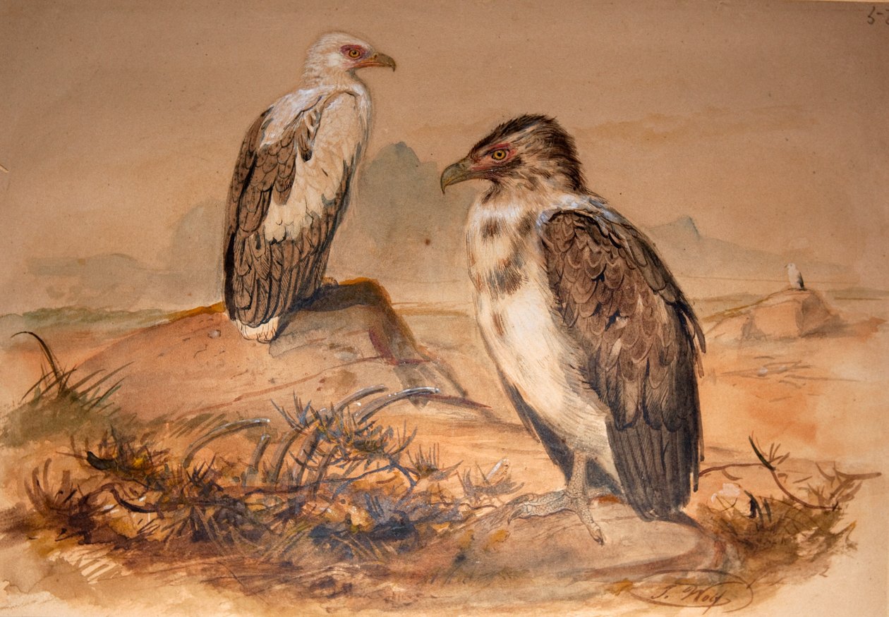 安哥拉秃鹰（Gypohierax angolensis），1856-67 作者 约瑟夫·沃尔夫