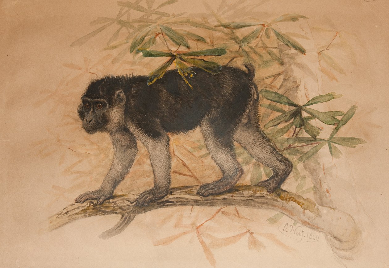 灰黑猕猴（Macacus ocreatus），1869年 作者 约瑟夫·沃尔夫