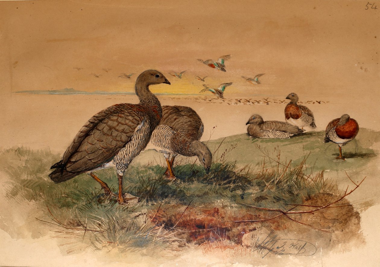 灰头鹅（Chloephaga poliocephala），1852-54 作者 约瑟夫·沃尔夫
