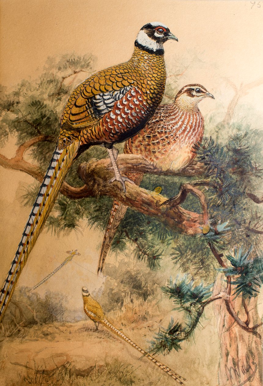条尾雉（Phasianus reevesi），1852-54 作者 约瑟夫·沃尔夫