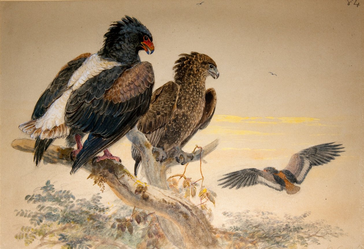Bataleur Eagle（Helotarsus ecaudatus），1856-67（wc und pencil on paper） 作者 约瑟夫·沃尔夫