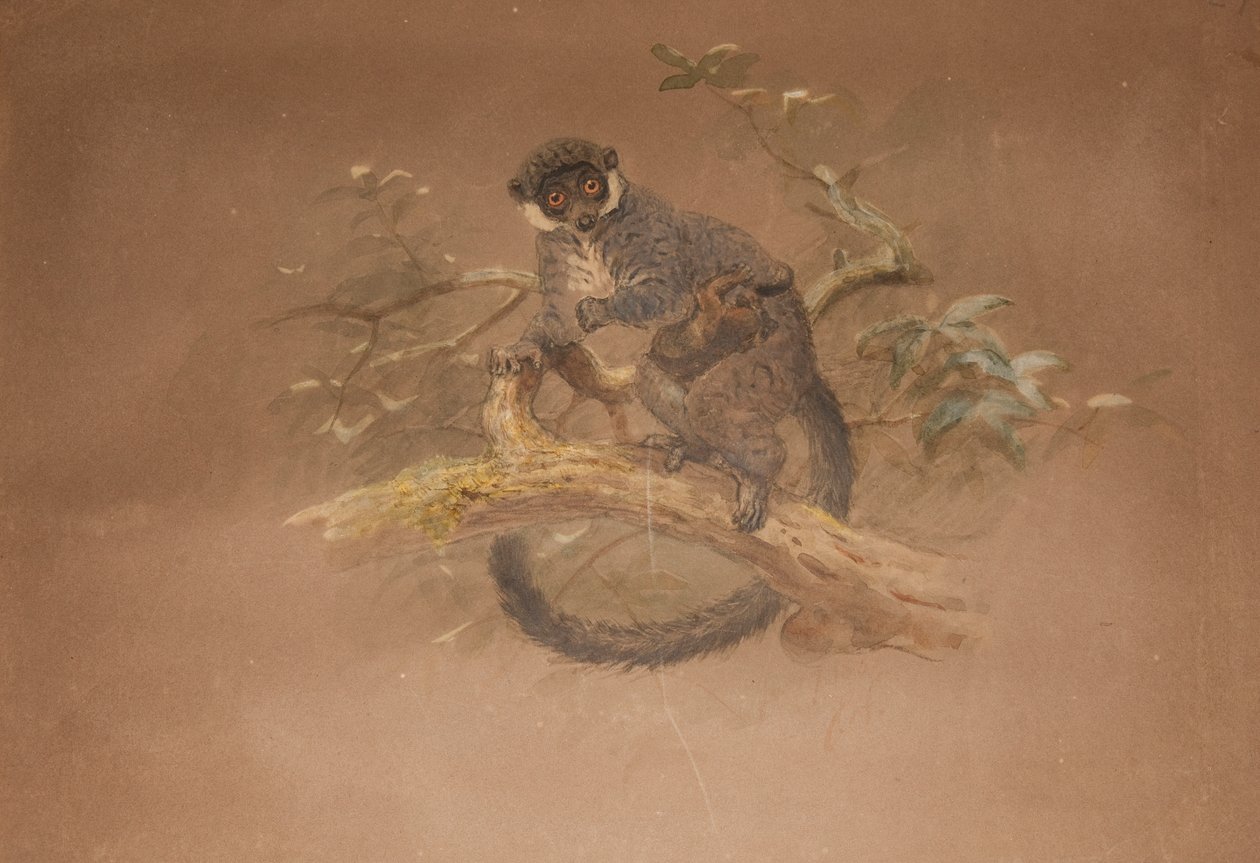 黑脚狐猴（Lemur nigifrons） 作者 约瑟夫·沃尔夫