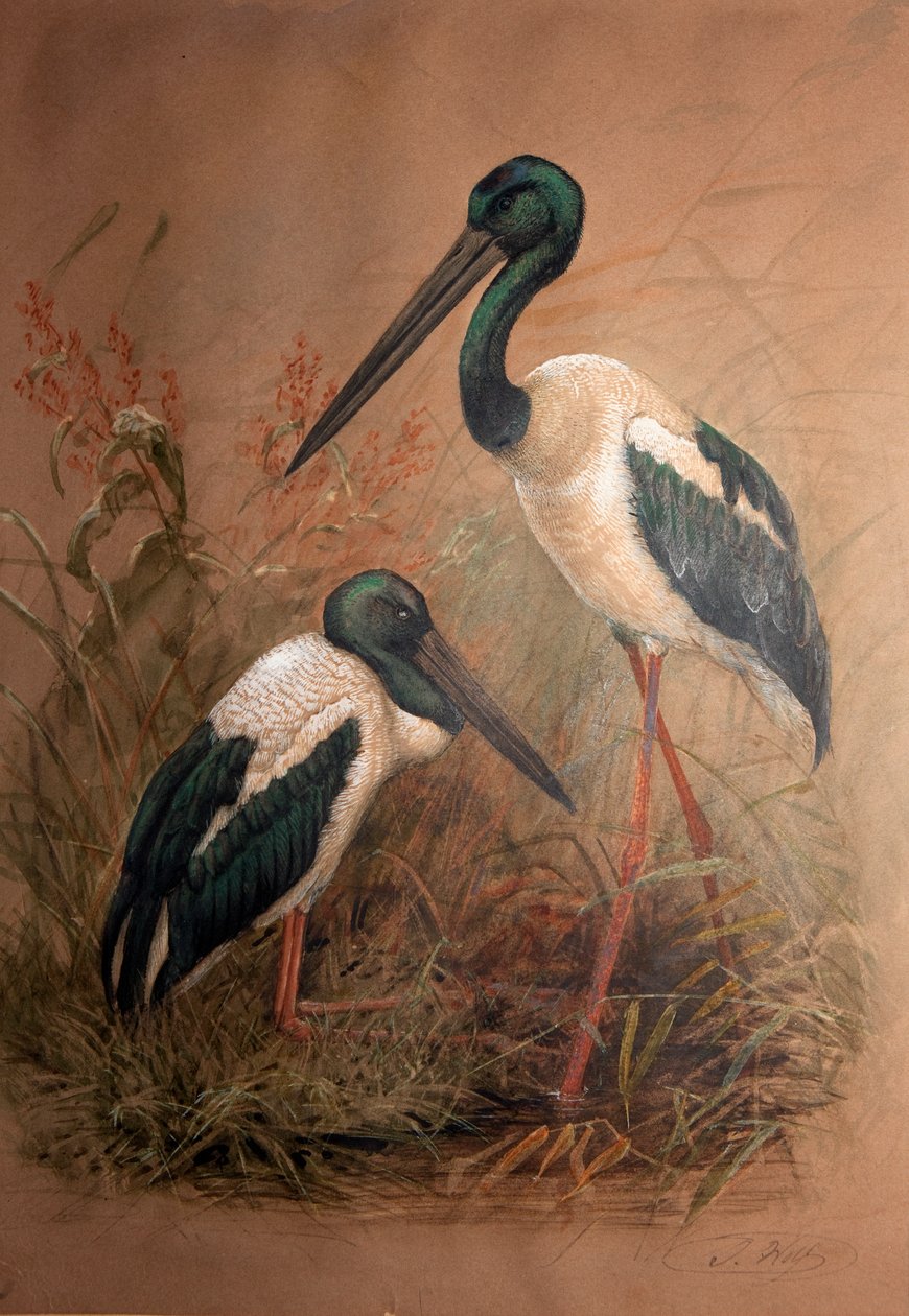 黑颈鹳（Xenorhynchus australis），1856-67 作者 约瑟夫·沃尔夫