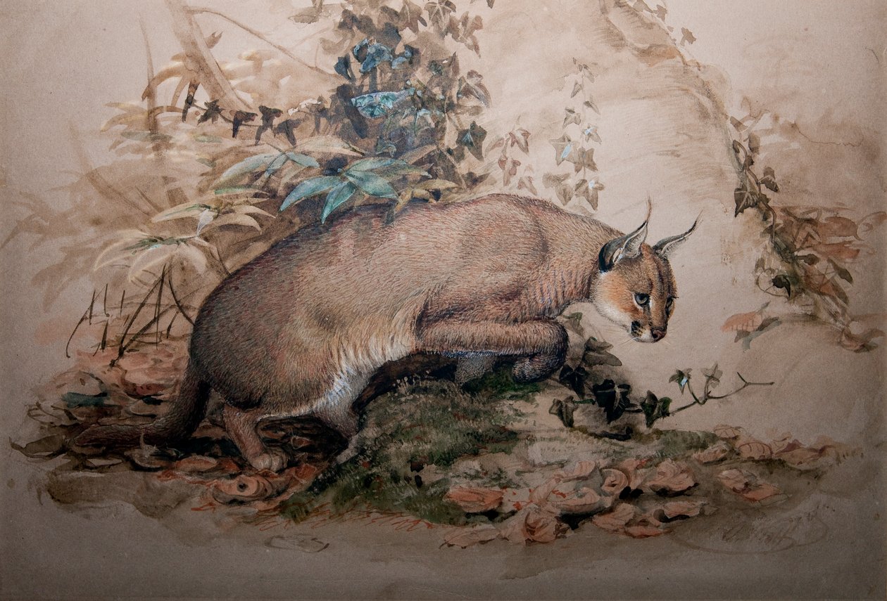 卡拉卡尔，1851-69 作者 约瑟夫·沃尔夫