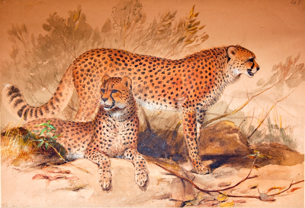 猎豹，1851-52 作者 约瑟夫·沃尔夫