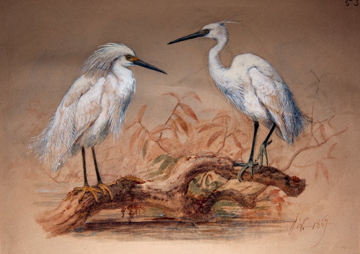 白鹭（Ardea candidissima：Arda garzetta），1867年（纸上铅笔） 作者 约瑟夫·沃尔夫