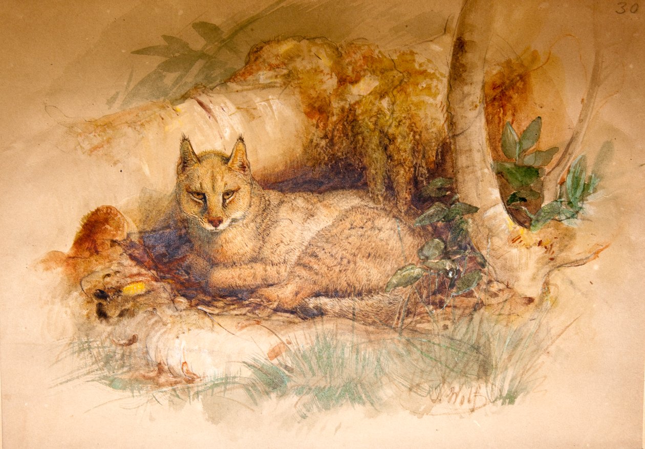 埃及猫，1851-69 作者 约瑟夫·沃尔夫