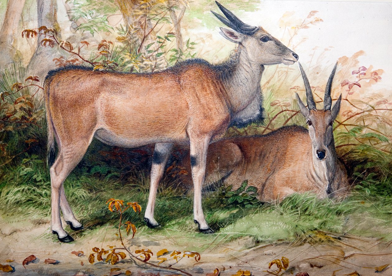 Elands，1850年 作者 约瑟夫·沃尔夫