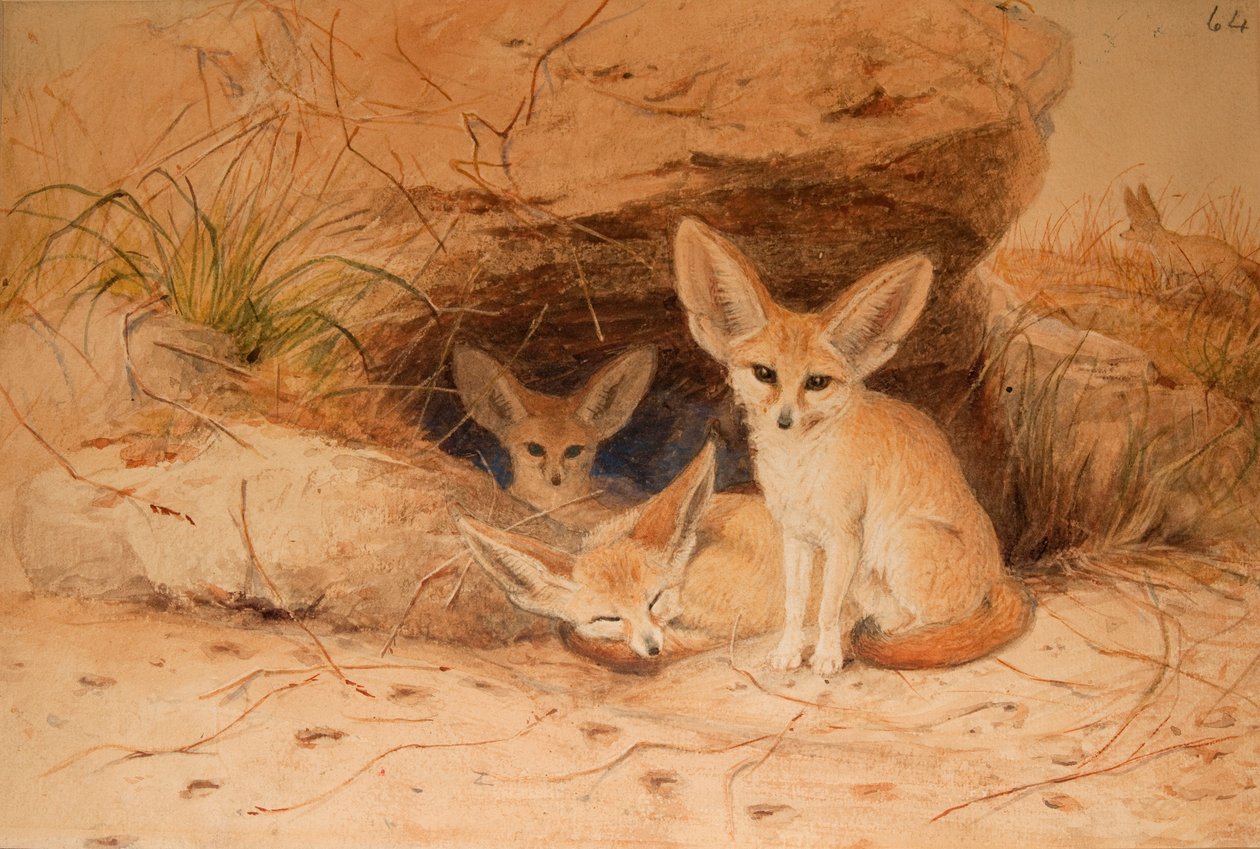 Fennec Fox  -  Canis Pig 作者 约瑟夫·沃尔夫