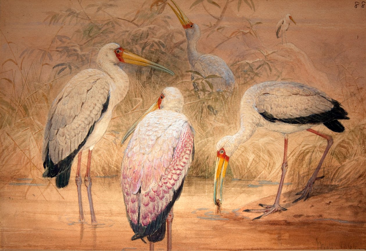 印度坦塔罗斯，1856-67（纸上写着铅笔） 作者 约瑟夫·沃尔夫