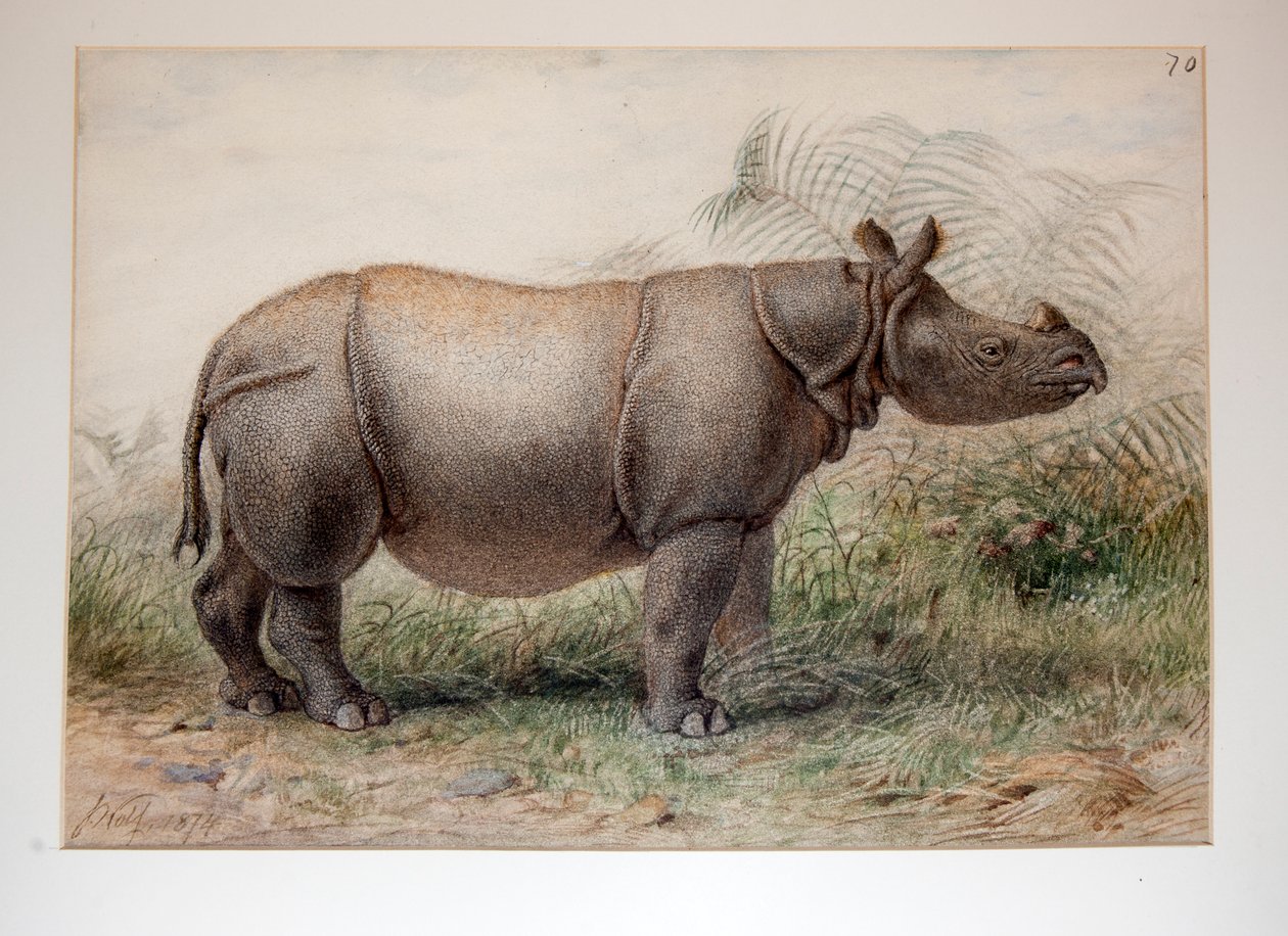 Javan Rhinoceros，1874 作者 约瑟夫·沃尔夫