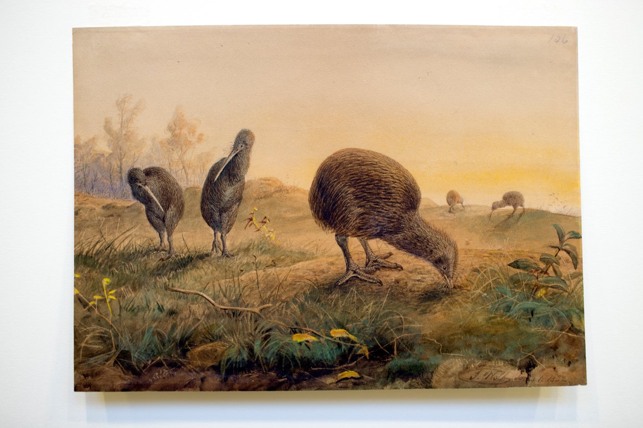 Kiwi Mantells，1852年 作者 约瑟夫·沃尔夫