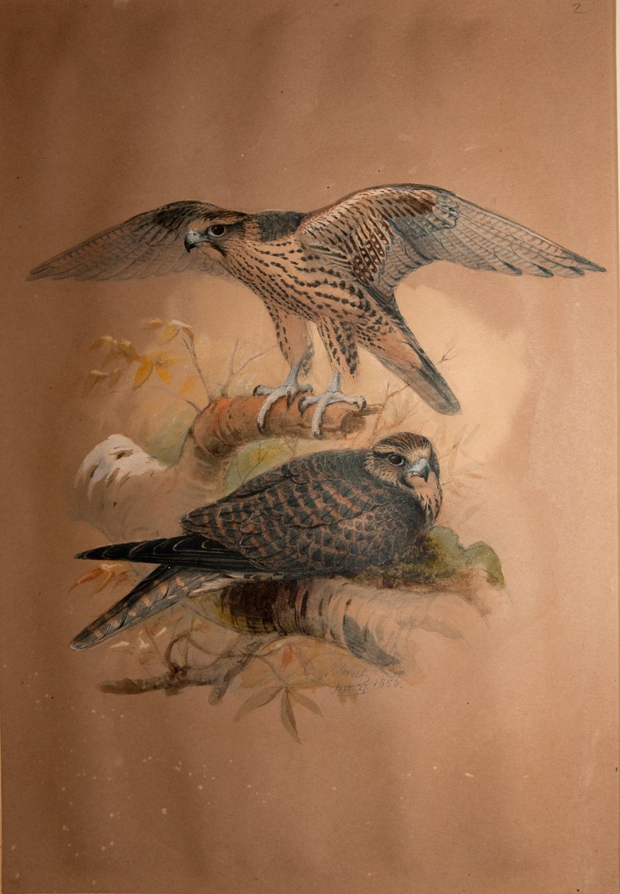 兰纳猎鹰（Falco lanarius），1856年 作者 约瑟夫·沃尔夫
