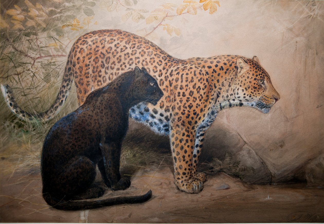 Leopards，1851-69 作者 约瑟夫·沃尔夫