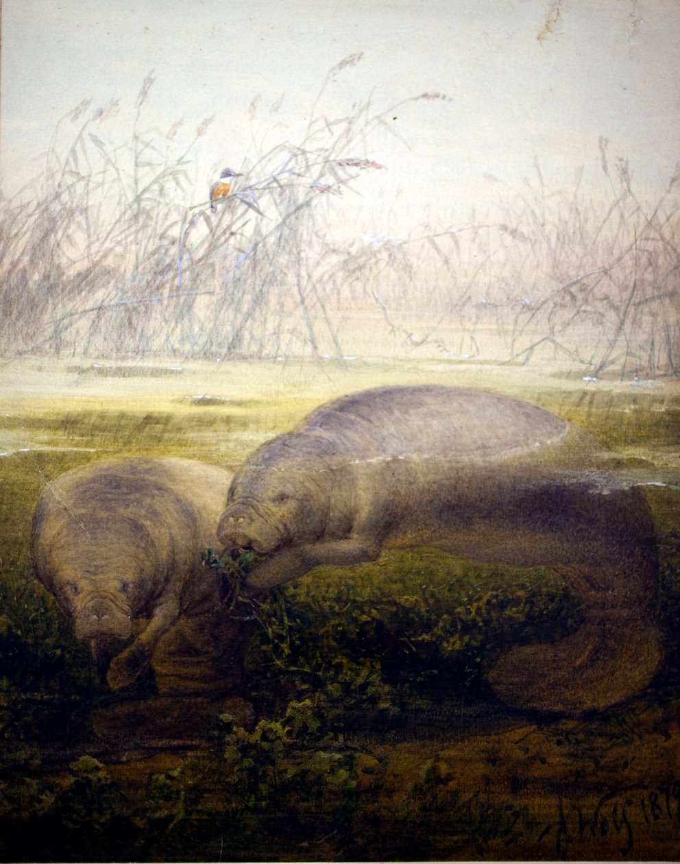海牛，1879年 作者 约瑟夫·沃尔夫
