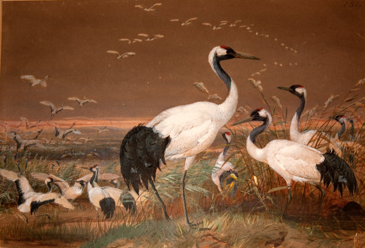 满洲起重机（Grus viridirostris），c.1851-76（wc和铅笔在纸上） 作者 约瑟夫·沃尔夫