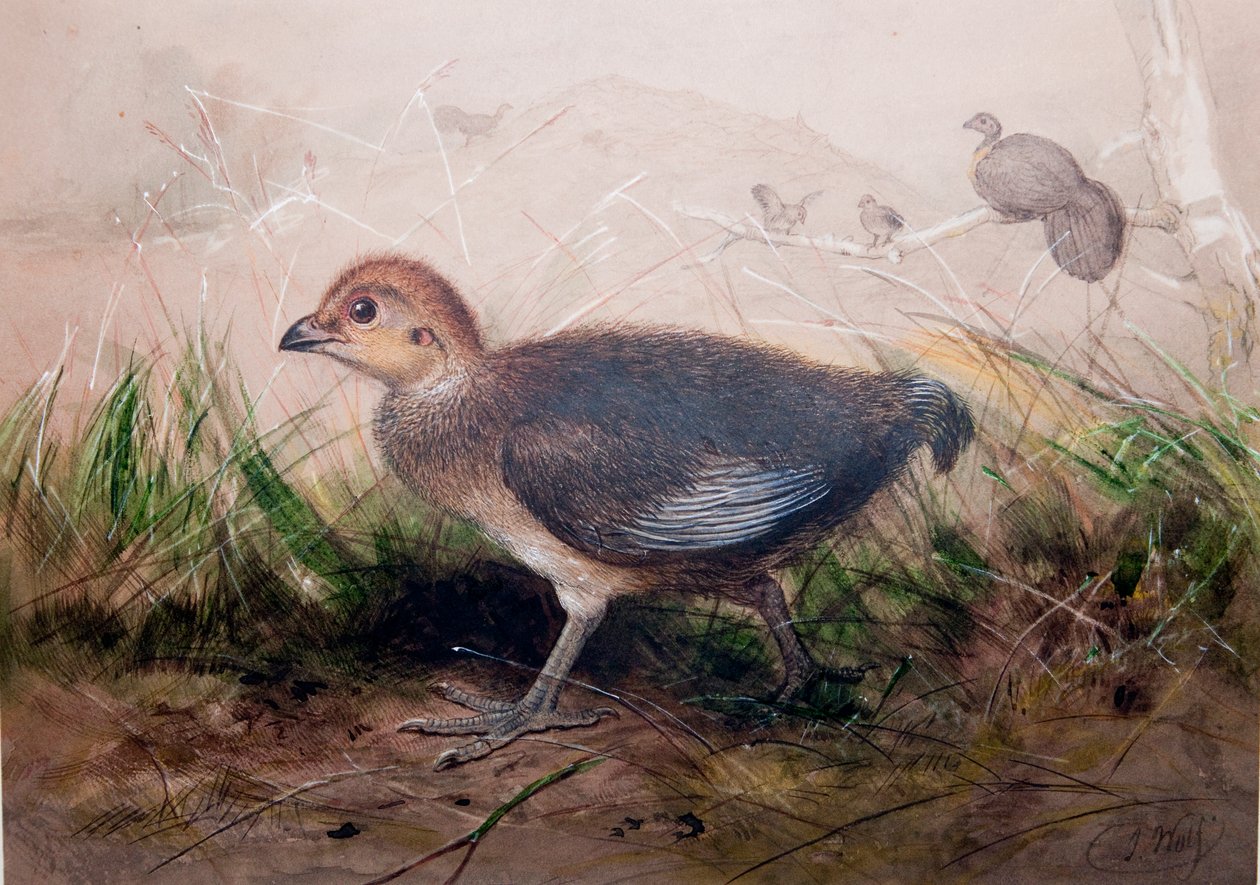 Megapodes，c.1850 作者 约瑟夫·沃尔夫