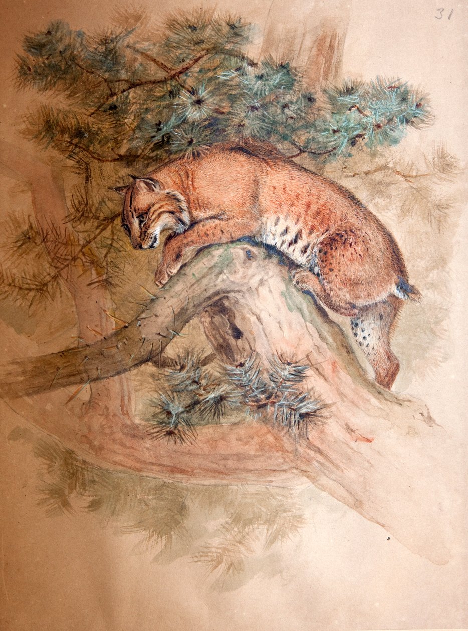 挪威山猫，1851-69 作者 约瑟夫·沃尔夫
