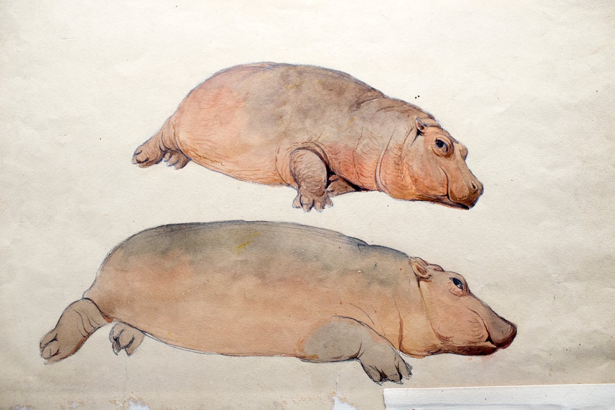 Obaysch，c.1850 作者 约瑟夫·沃尔夫