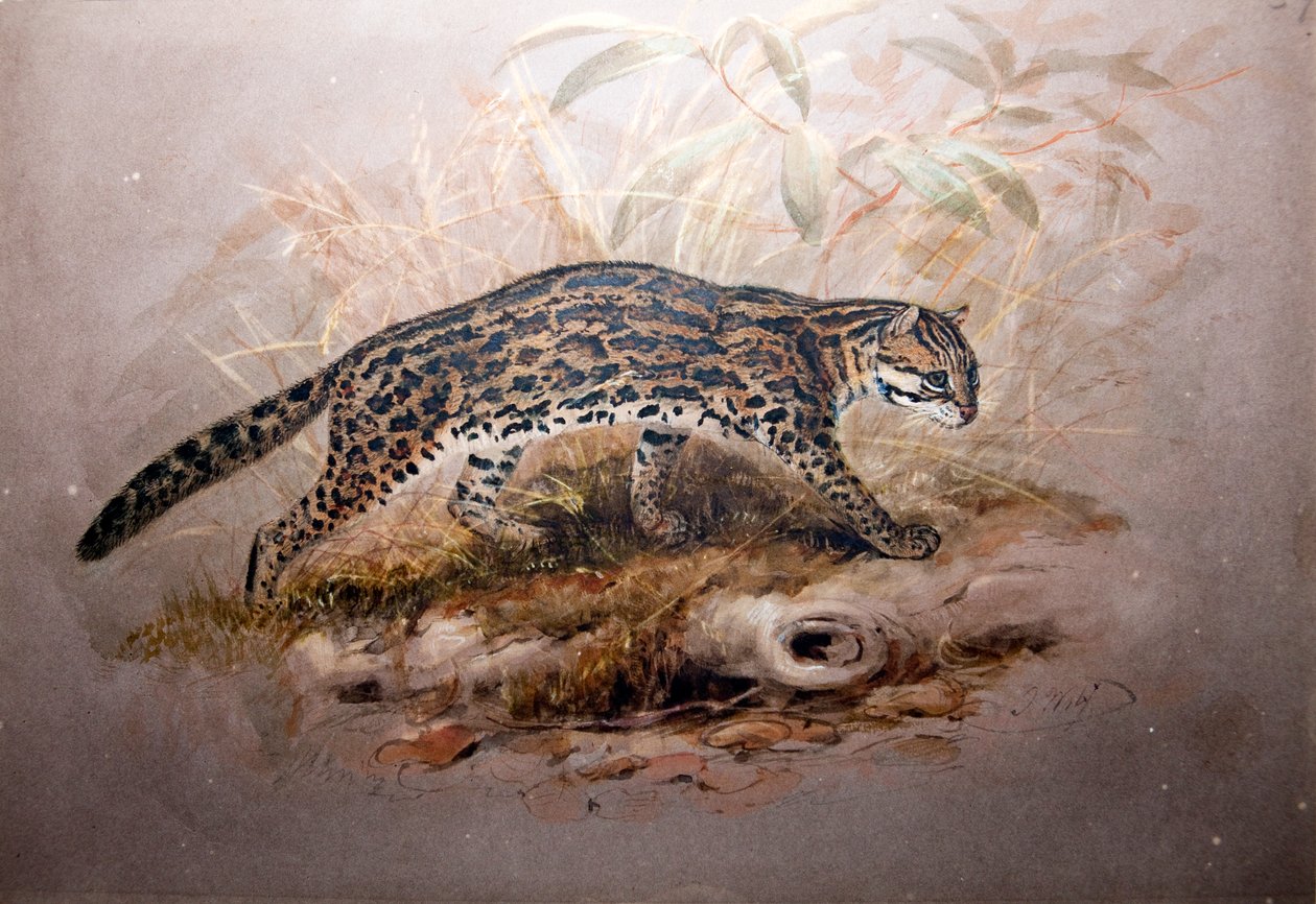 Ocelot，1851-52 作者 约瑟夫·沃尔夫