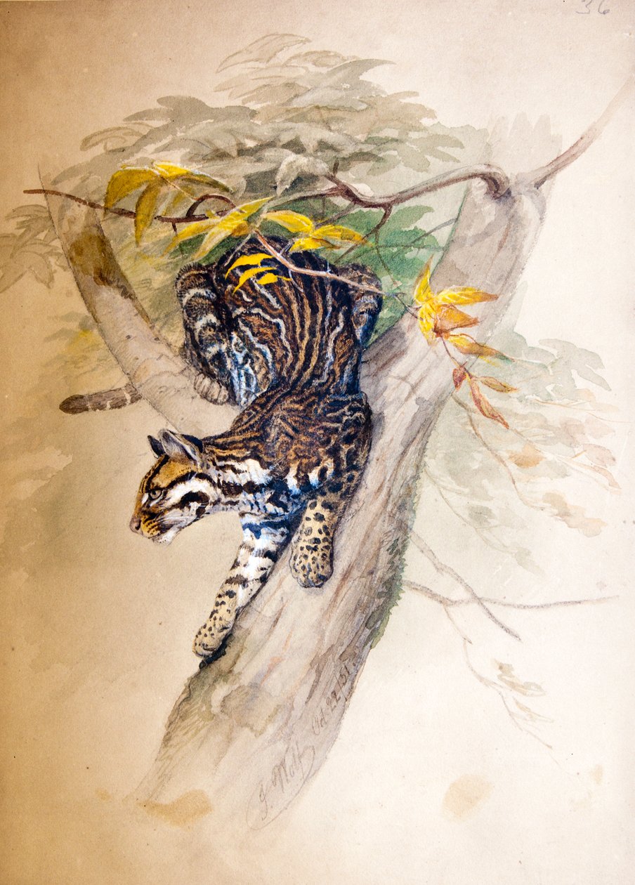 Ocelot，1851-52 作者 约瑟夫·沃尔夫