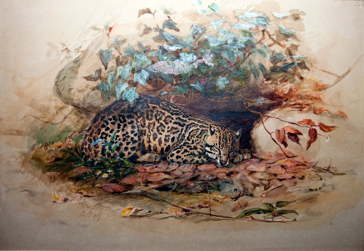 Ocelot，1851-52 作者 约瑟夫·沃尔夫